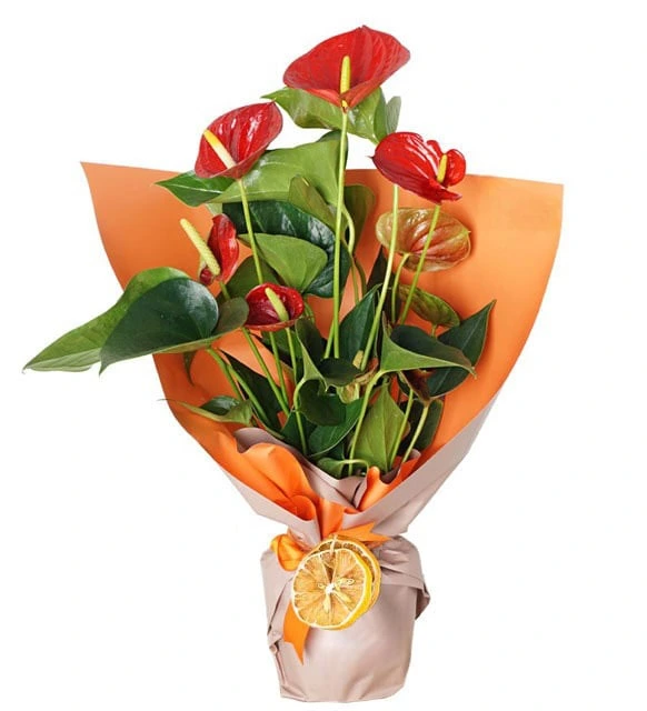 Modern Zarafet: Kırmızı Antoryum