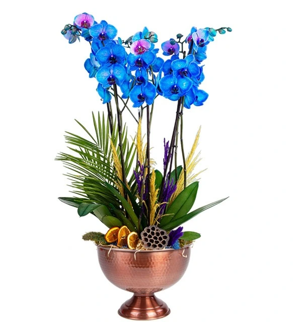 Mavi Orkide Aranjmanı